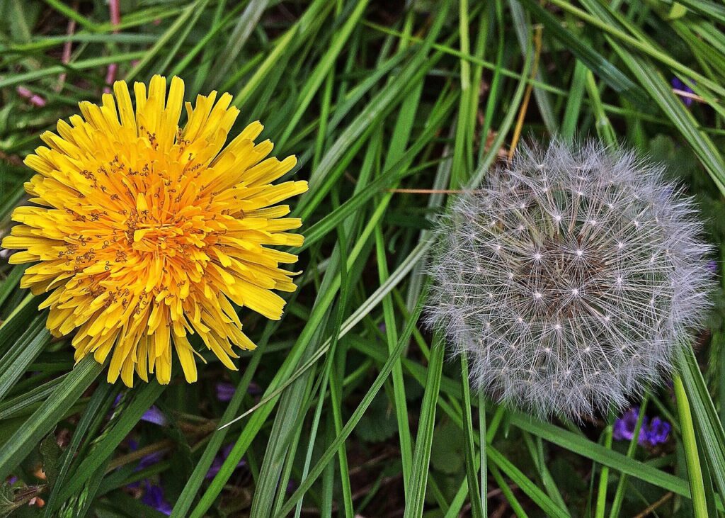 dandelions, weeds, nature-1408981.jpg